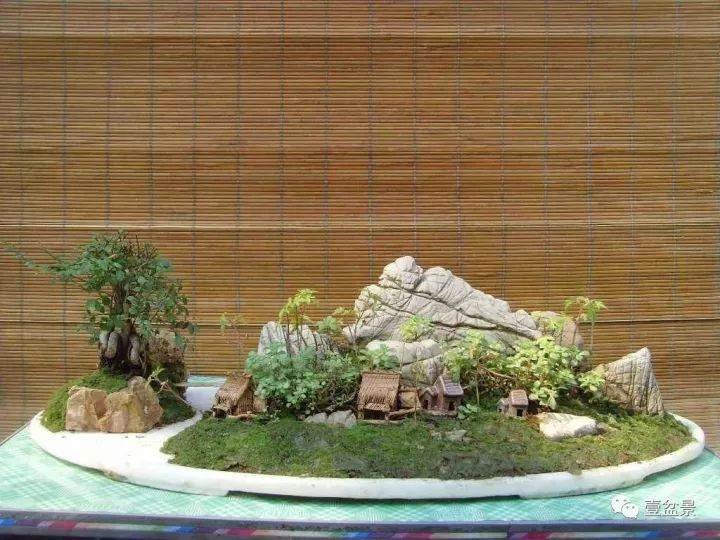 盆景爱好者都有这些优点&hellip;&hellip;你都知道吗？