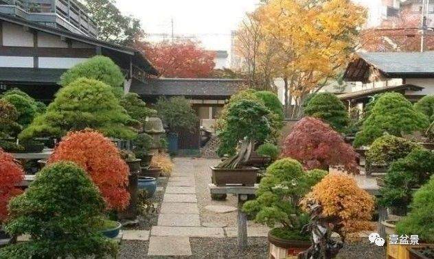 盆景爱好者都有这些优点&hellip;&hellip;你都知道吗？