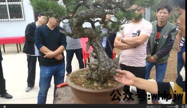 王老师受青岛盆景协会徐奎明邀请赴青岛授课