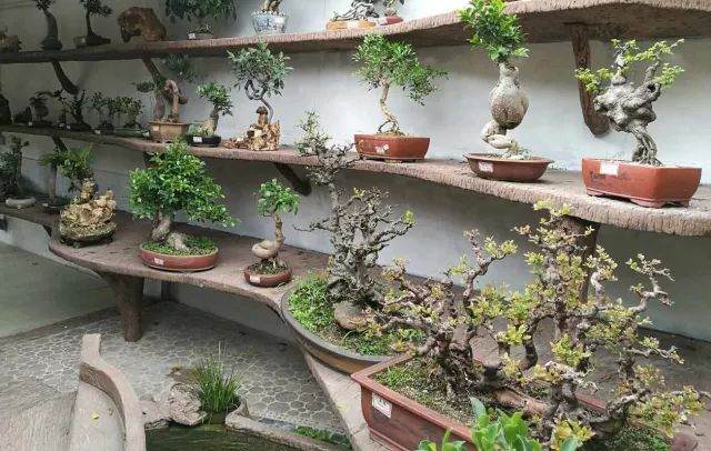 走进衡山花木市场的“大潮汕盆景精品展示厅