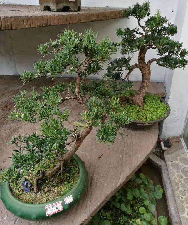 走进衡山花木市场的“大潮汕盆景精品展示厅