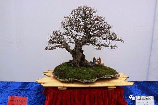 金华市第26届盆景艺术作品展13日开幕