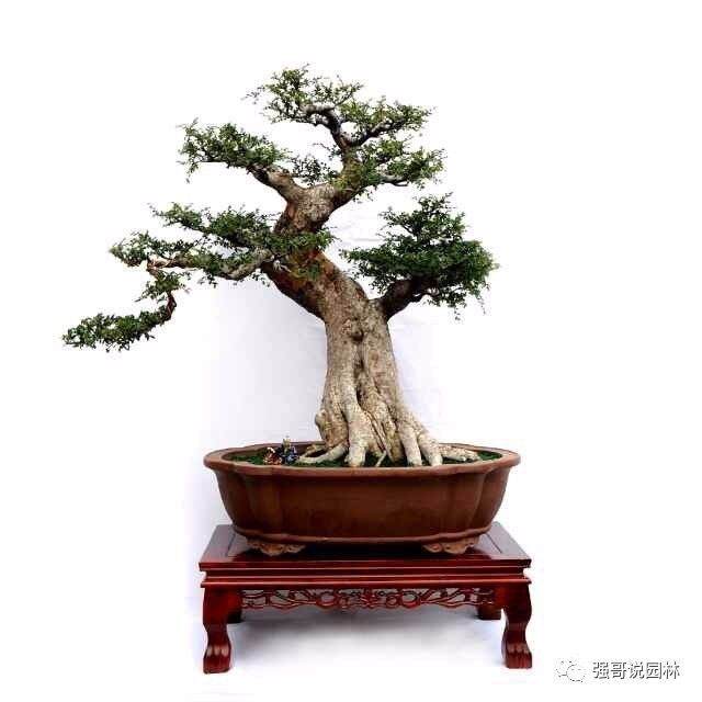 杨家保先生获得&ldquo;中州盆景艺术家&rdquo;称号！