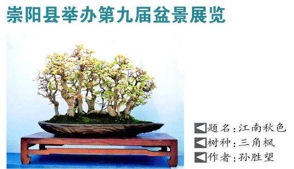 崇阳县举办第九届盆景赏石根艺展览