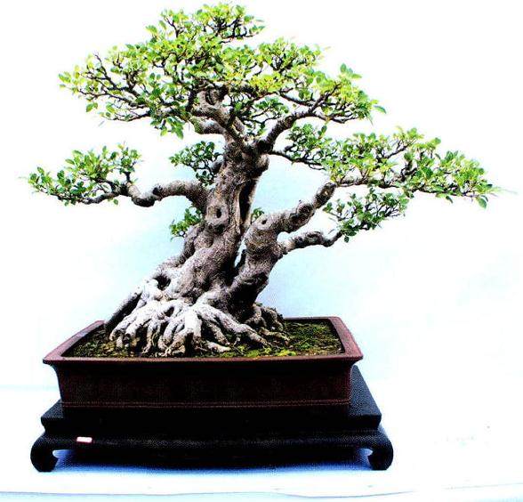 泉州市第五届盆景展在美丽的东湖公园举行