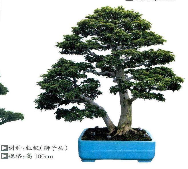 宁波绿野山庄百师盆景苑