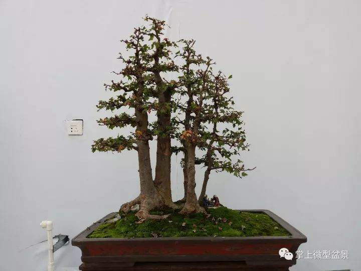 丛林式盆景制作方法