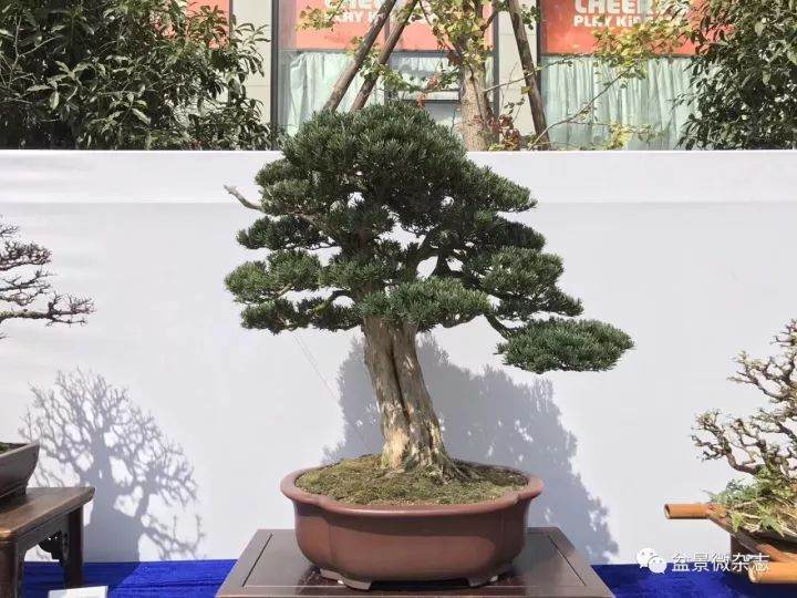 金华市第26届盆景艺术展