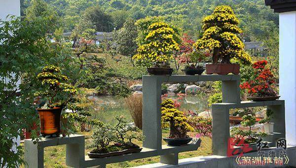 2017常德金秋菊展、盆景展将在25日盛大开展