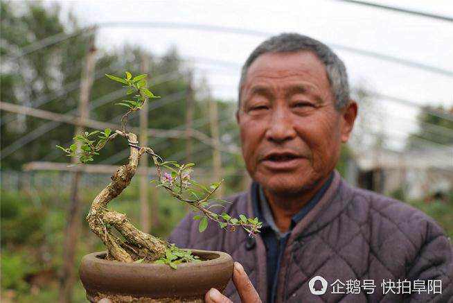 最小树根盆景景高35.7毫米