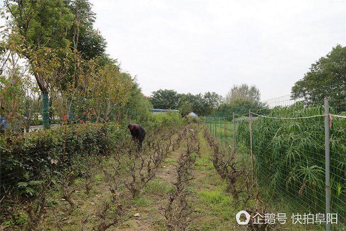 我现在想种植从山上挖回来的各种树根盆景的栽培技术