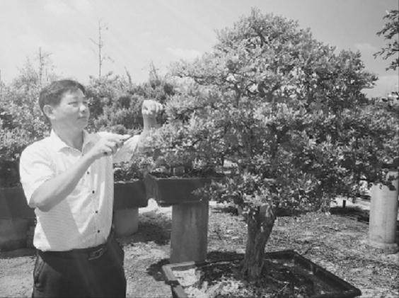 记漳州盆景艺术家何燕吟