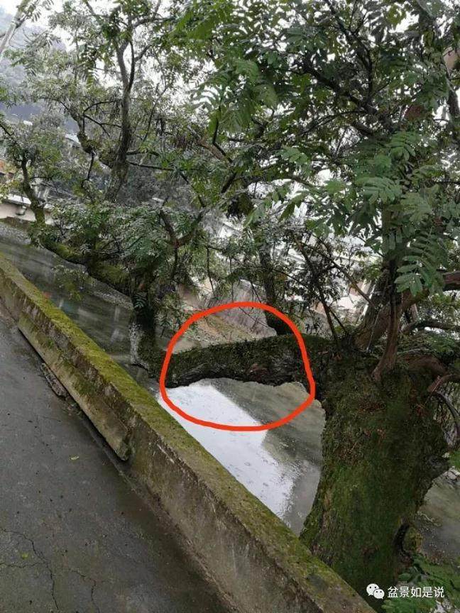 盆景起承转合 按照自然树逐步 图片