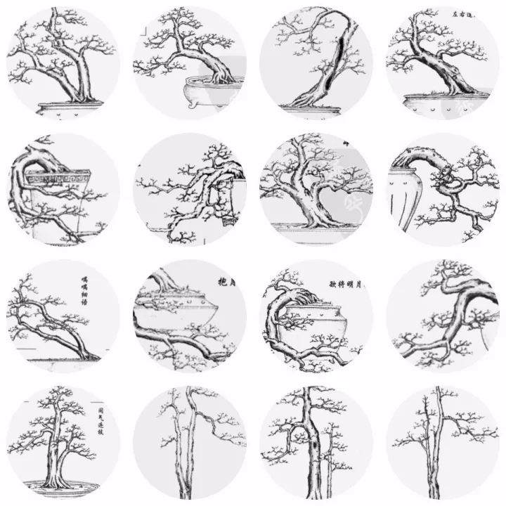 树木盆景的制作程序