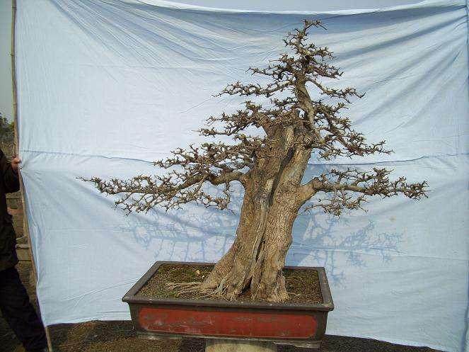 荆州名城第六届盆景展在三国公园开幕