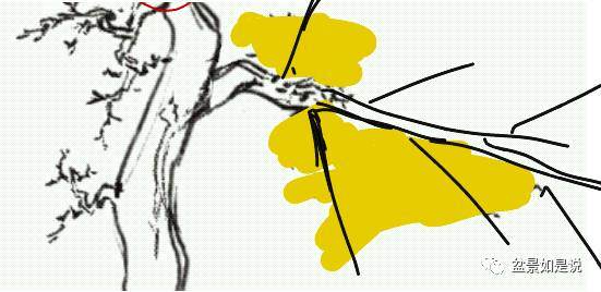 盆景的树势与做枝怎么制作 图片
