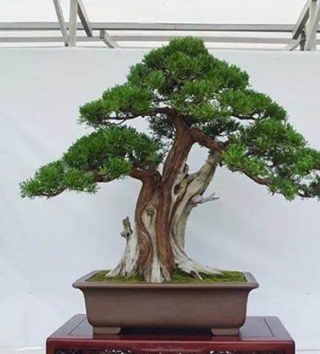 龙柏盆景的养护造型