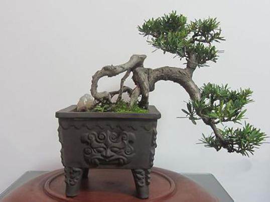 献礼十九大 南通大学生制作创意盆景