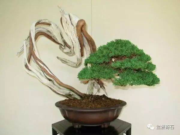 盆景造型的基本原则