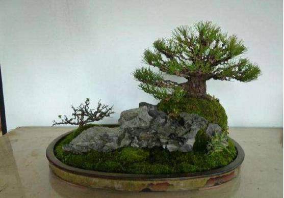 盆景加石头 石头植物完美的结合 身价翻倍