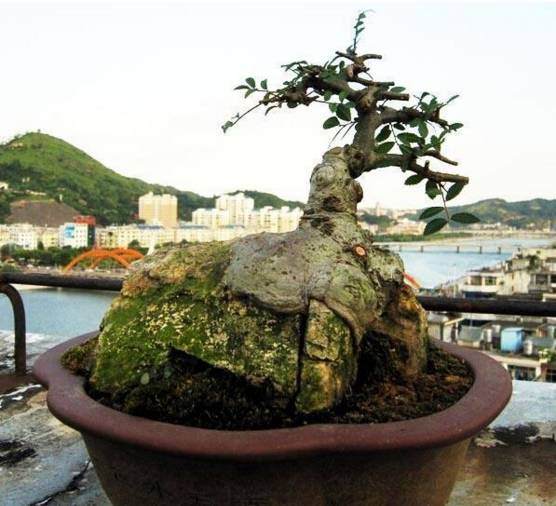 盆景加石头,石头植物完美的结合,身价翻倍