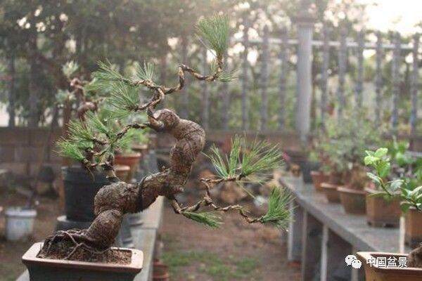 走盆景苗培之路势在必行