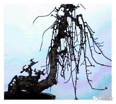 怎么从画论中看盆景的构图（一）