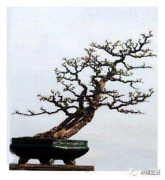 怎么从画论中看盆景的构图（一）