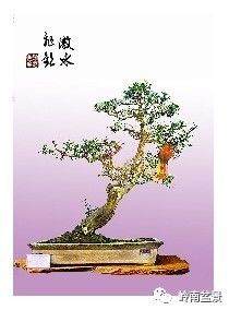 怎么从画论中看盆景的构图（一）