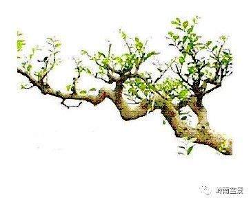 怎么从画论中看盆景的构图（一）