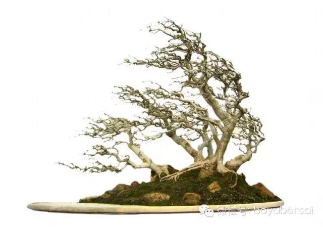 风疾知劲树--- 风吹式盆景