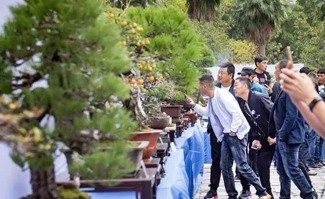 浙江盆景佳作聚金华 金华盆景艺人展才华