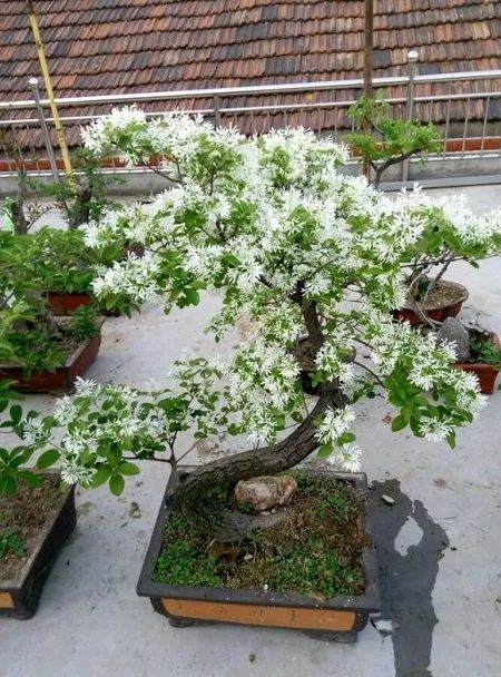 流苏树的盆景养护及作用