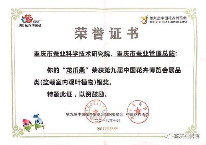 蚕科院龙爪桑盆景获中国第九届花卉博览会银奖