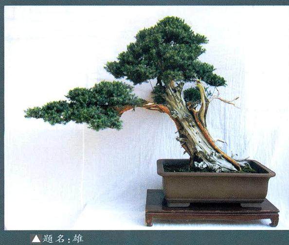 柏树盆景的飘枝制作方法