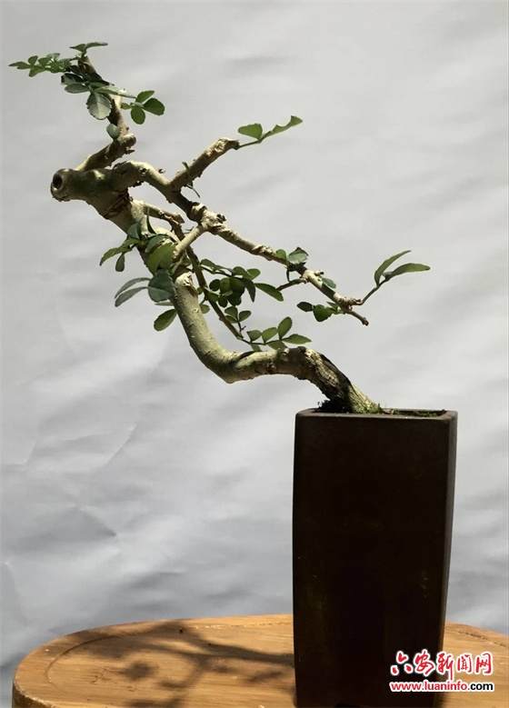 六安举办大别山盆景艺术作品展