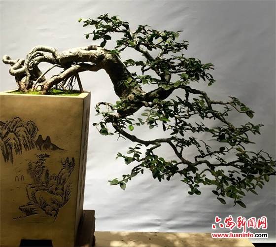 六安举办大别山盆景艺术作品展