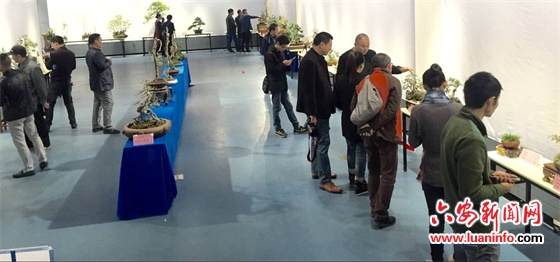 六安举办大别山盆景艺术作品展