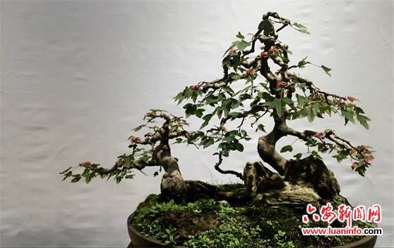 六安举办大别山盆景艺术作品展