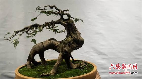 六安举办大别山盆景艺术作品展