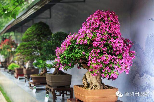 苏派盆景首次亮相颐和园 精品有继承也有创新