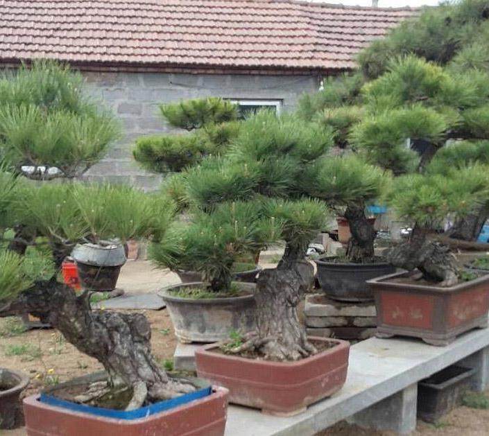 包工头变身“盆景大王”