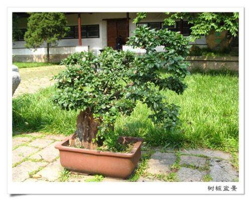 绿化带盆景 被盗窃者他盯上了