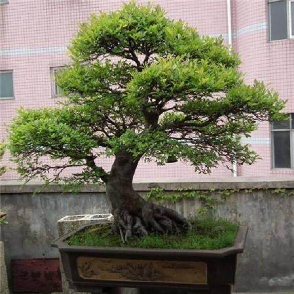 我立即把盆景搬到了办公室,让它离开那间年久失修的宿舍