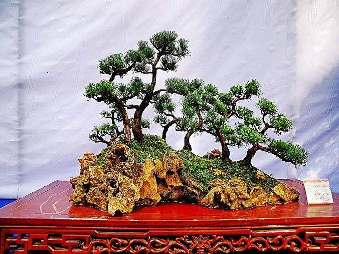 武汉退役运动员租地种盆景