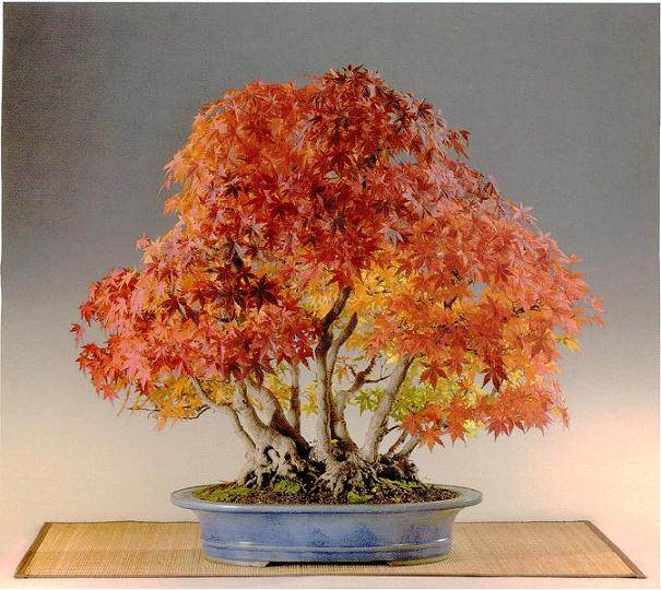 参加vaclav novak先生邀请多次的捷克盆景国家展