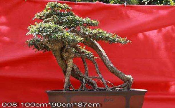 武汉天河机场2011金秋空港盆景艺术菊花展