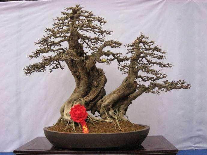 武汉公园古桩盆景展