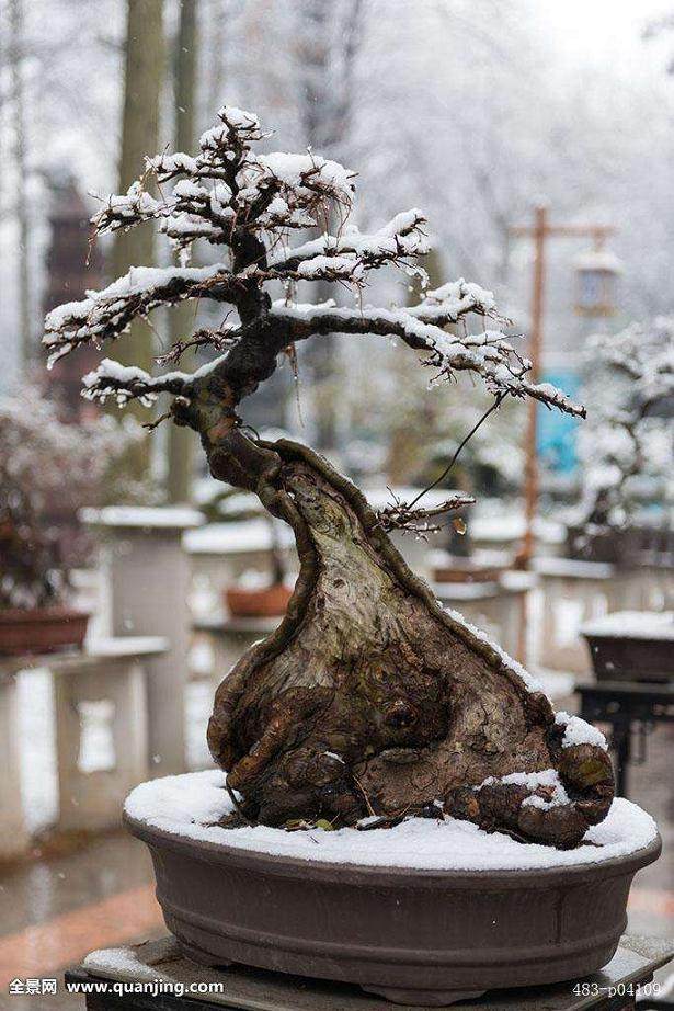 武汉小南湖盆景奇石园