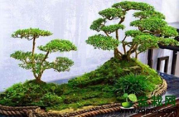 武汉癌症患者的盆景人生